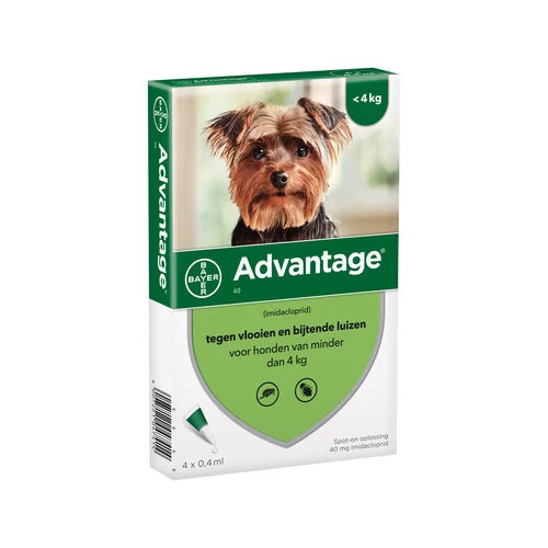 Advantage Hund – Bild 2