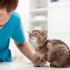 Beaphar Fiprotec Spray -Haustierprodukte beaphar fiprotec spray 213596 0500 none