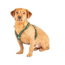 DWAM Hundegschirr Ivy -Haustierprodukte dwam hondentuigje ivy 182743 0500 none