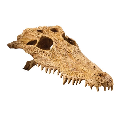 Exo Terra Krokodilschädel 1 Exo Terra Krokodilschädel