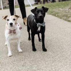 Kentucky Dogwear Fliege Samt 8 Kentucky Dogwear Fliege Samt -Haustierprodukte kentucky dogwear hondenstrikje velvet 219174 0500 none