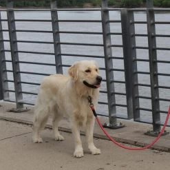 KONG Rope Leash - Schwarz 6 KONG Rope Leash - Schwarz -Haustierprodukte kong rope leash 194549 0500 none