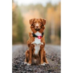 Orbiloc Dog Dual Safety Light 20 Orbiloc Dog Dual Safety Light -Haustierprodukte orbiloc led veiligheidslamp 188108 0500 none