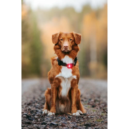 Orbiloc Dog Dual Safety Light 5 Orbiloc Dog Dual Safety Light - Image 5