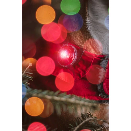 Orbiloc Dog Dual Safety Light 2 Orbiloc Dog Dual Safety Light - Image 2