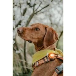 Orbiloc Dog Dual Safety Light 19 Orbiloc Dog Dual Safety Light -Haustierprodukte orbiloc led veiligheidslamp 188115 0500 none