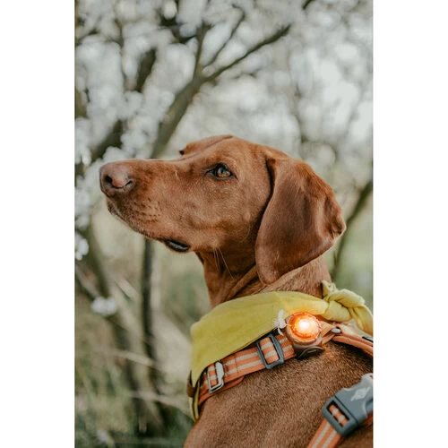 Orbiloc Dog Dual Safety Light 4 Orbiloc Dog Dual Safety Light - Image 4