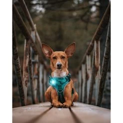 Orbiloc Dog Dual Safety Light 21 Orbiloc Dog Dual Safety Light -Haustierprodukte orbiloc led veiligheidslamp 188118 0500 none