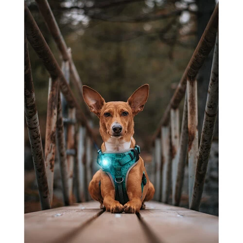 Orbiloc Dog Dual Safety Light 6 Orbiloc Dog Dual Safety Light - Image 6