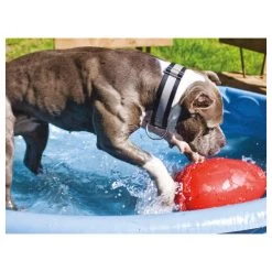 Jolly Egg -Haustierprodukte product jolly egg none 4 1496839894 86968