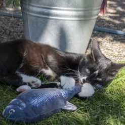 Robocat Lachs 9 Robocat Lachs -Haustierprodukte robocat zalm 168219 0500 none