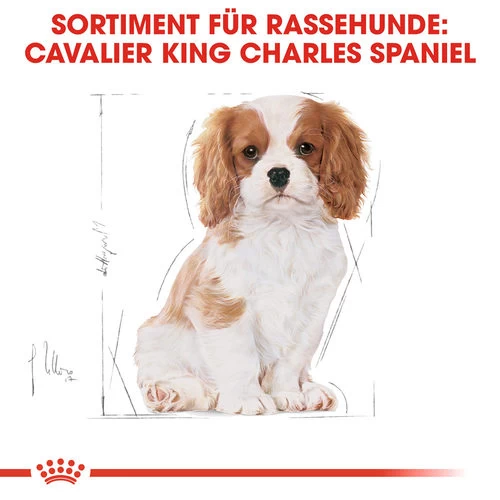 Royal Canin Cavalier King Charles Puppy - Hundefutter 5 Royal Canin Cavalier King Charles Puppy - Hundefutter - Image 5