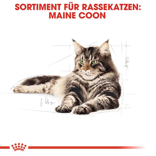 Royal Canin Maine Coon Adult - Katzenfutter 4 Royal Canin Maine Coon Adult - Katzenfutter – Bild 4