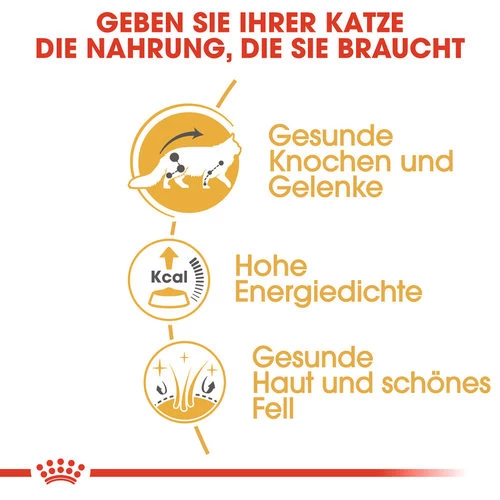 Royal Canin Maine Coon Adult Wet - Katzenfutter 2 Royal Canin Maine Coon Adult Wet - Katzenfutter - Image 2