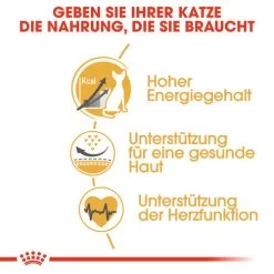 Royal Canin Sphynx Adult - Katzenfutter 12 Royal Canin Sphynx Adult - Katzenfutter -Haustierprodukte royal canin sphynx adult kattenvoer 125456 0500 none