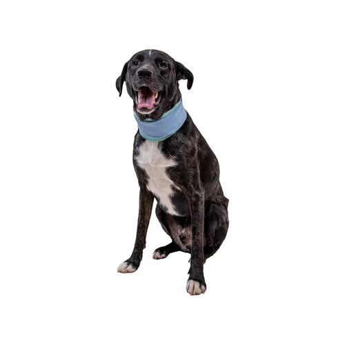 Ruffwear Swamp Cooler Neck Gaiter 2 Ruffwear Swamp Cooler Neck Gaiter - Image 2
