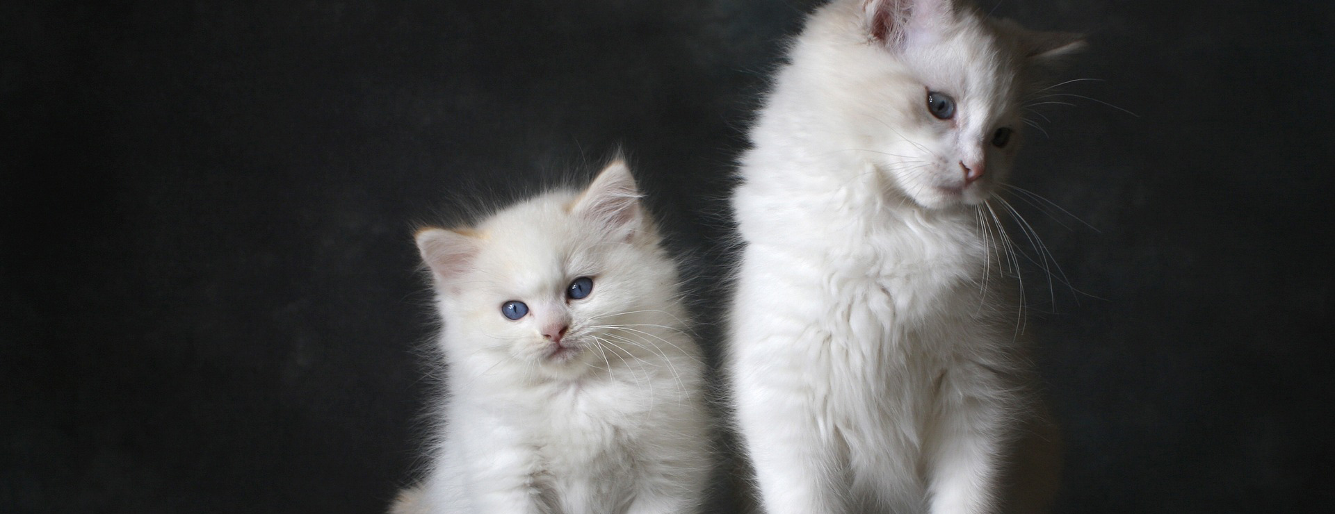 Haustierprodukte 3 Haustierprodukte -Haustierprodukte cat 4894153 1920